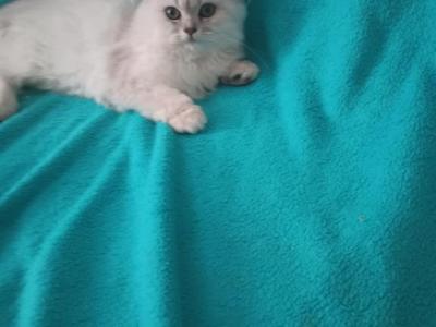 Pickachu - Persian - Gallery Photo #1