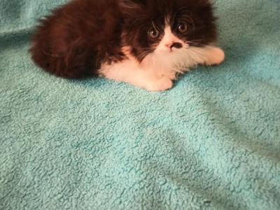 Adrian - Persian - Gallery Photo #1