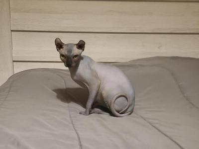 Tucker - Sphynx - Gallery Photo #1