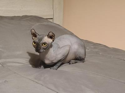 Tucker - Sphynx - Gallery Photo #1