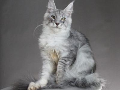 Efrat Male - Maine Coon - Gallery Photo #1