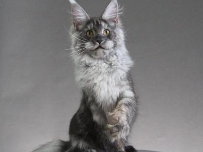 Anabel Female - Maine Coon - Gallery Photo #1