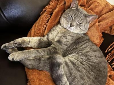 Appa - Domestic - Gallery Photo #1