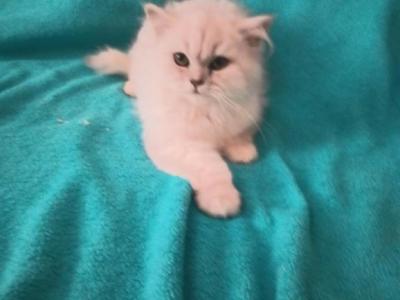 Pokemon - Persian - Gallery Photo #1