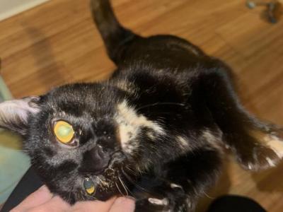 Vanilla Bean - American Shorthair - Gallery Photo #1