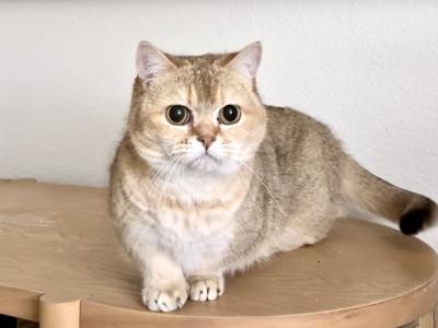 Pancake Folsom CA - Munchkin - Gallery Photo #1