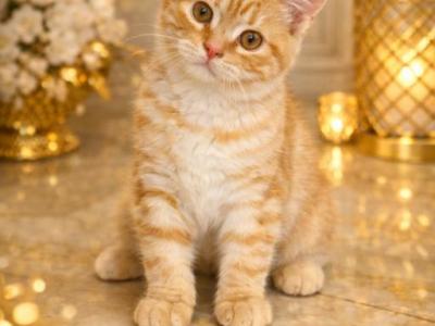 British Shorthair X  Main Coon - Maine Coon - Gallery Photo #1