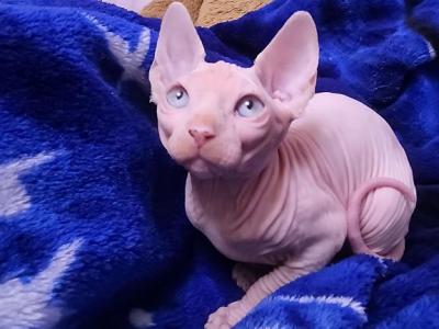 Available NOW In Warrington - Sphynx - Gallery Photo #1