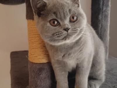 Pumpkin - British Shorthair - Gallery Photo #1