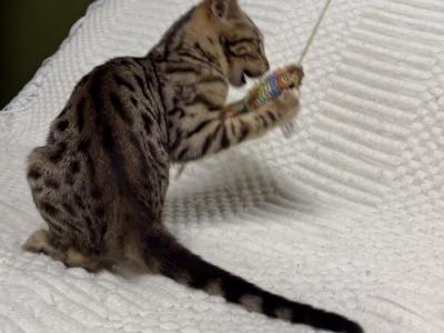 F6 SAVANNAH KITTEN GIRL - Savannah - Gallery Photo #1
