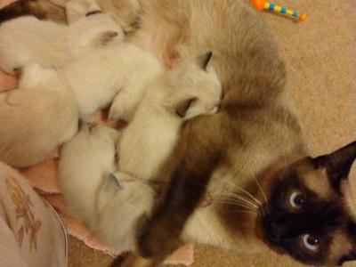 Seal And Blue Points - Siamese - Gallery Photo #1