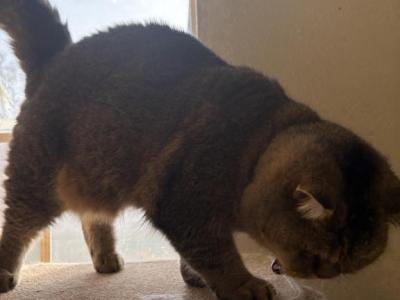 Hero - American Shorthair - Gallery Photo #1