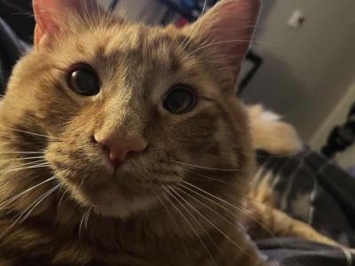 Davinci - Domestic - Gallery Photo #1