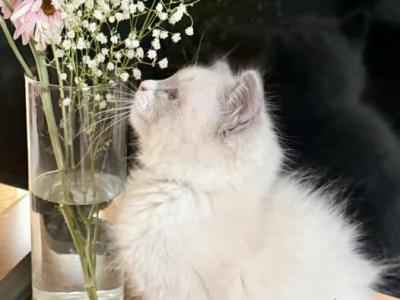 Purebred Male Ragdoll Kitten - Ragdoll - Gallery Photo #1