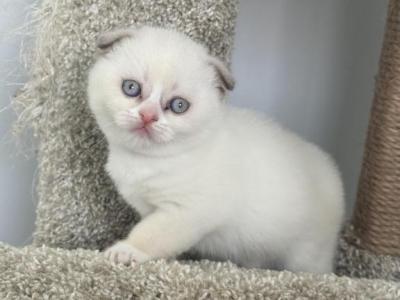 Scottish Fold Girl With Blue Eyes - Scottish Fold - Gallery Photo #1