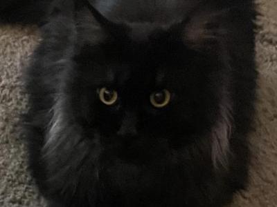 Catalie - Maine Coon - Gallery Photo #1