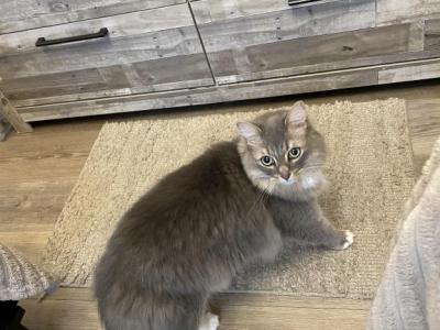 Mujji - Ragdoll - Gallery Photo #1