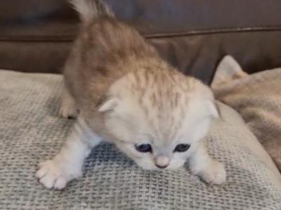 Martina - Scottish Fold - Gallery Photo #1