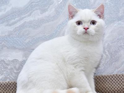 Irvin 3 - British Shorthair - Gallery Photo #1