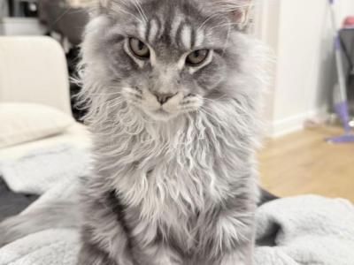 Huge Markus LAST KITTEN LOOKING FOR A NEW HOME - Maine Coon - Gallery Photo #1