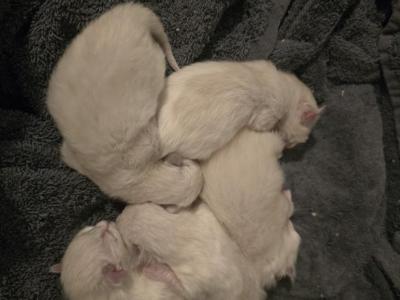 Dessert Litter - Ragdoll - Gallery Photo #1