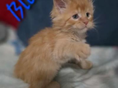 Aslan - Maine Coon - Gallery Photo #1
