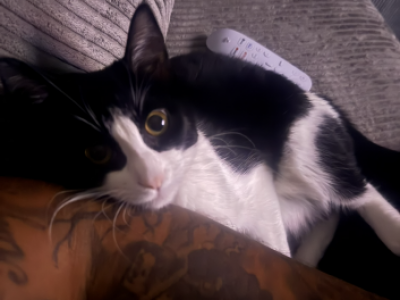 Oreo - Domestic - Gallery Photo #1