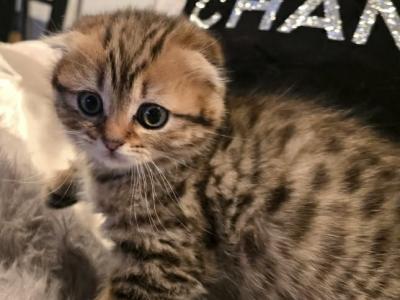 Keni - Scottish Fold - Gallery Photo #1