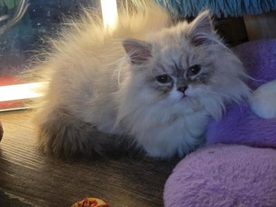 Miso Rughugger Munchkin Pending - Munchkin - Gallery Photo #1