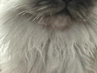 Zircon Silvershaded Smoke Fold - Scottish Fold - Gallery Photo #1