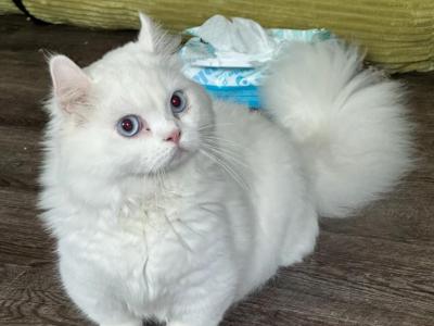 Carl The Elf Eared Rug Hugger Munchkin - Munchkin - Gallery Photo #1