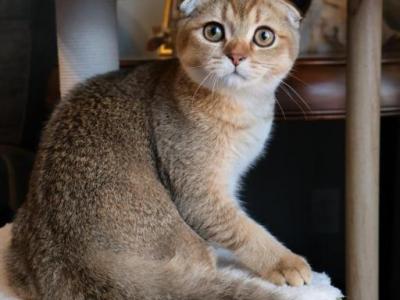 Scottish Golden Fold Boy - Scottish Fold - Gallery Photo #1