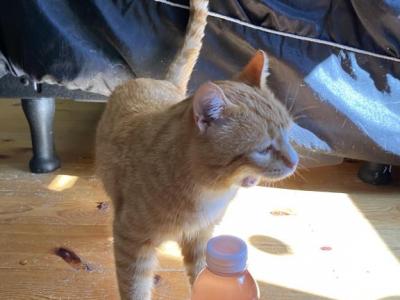 Tinker - Domestic - Gallery Photo #1