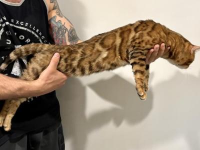 Male STUD Bengal TICA Registered - Bengal - Gallery Photo #1