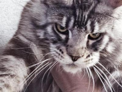 Titan - Maine Coon - Gallery Photo #1