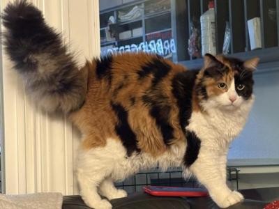 Princess - Domestic - Gallery Photo #1