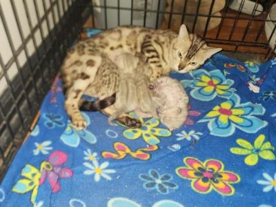 Snow Mink Bengals - Bengal - Gallery Photo #1