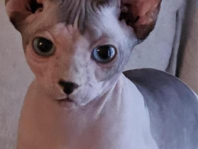 Sphynx - Sphynx - Gallery Photo #1
