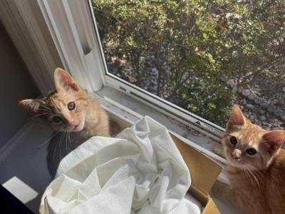 2 Kittens - American Shorthair - Gallery Photo #1