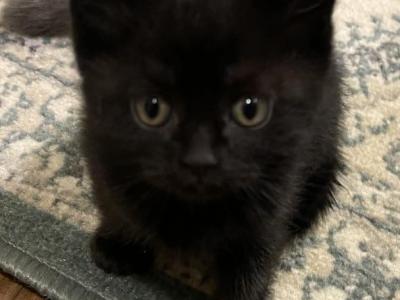 Sebastian Black Scottish Straight Kitten - Scottish Straight - Gallery Photo #1