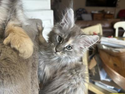 Kesha Girls - Maine Coon - Gallery Photo #1