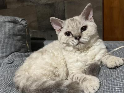 Kiki - Selkirk Rex - Gallery Photo #1