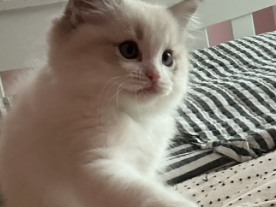 Blue - Ragdoll - Gallery Photo #1