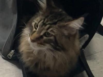 Maine Coon Kitten - Maine Coon - Gallery Photo #1