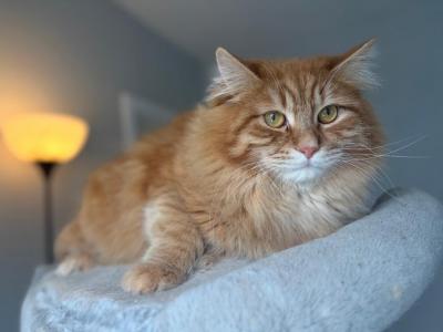 Siberian Gunnar - Siberian - Gallery Photo #1