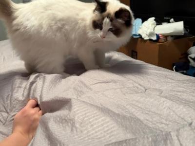 Beautiful Sweet Ragdoll - Ragdoll - Gallery Photo #1