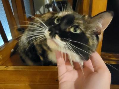 Cheyenne - Domestic - Gallery Photo #1