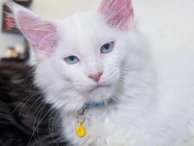 Blizzard BlueEyes - Maine Coon - Gallery Photo #1