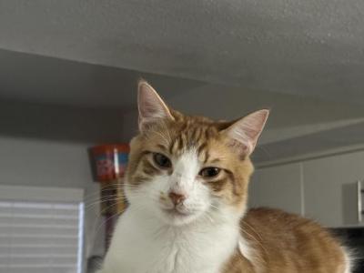 No Name - Maine Coon - Gallery Photo #1