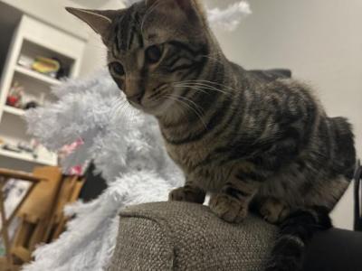 Name Of Your Choice - American Shorthair - Gallery Photo #1